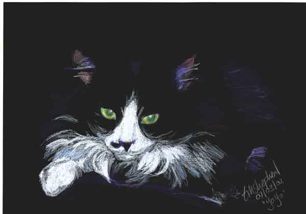 coloured pencil drawing of black and white cat on black cartridge paper
